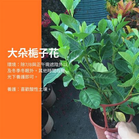 槴子花盆栽|梔子花盆栽｜優惠推